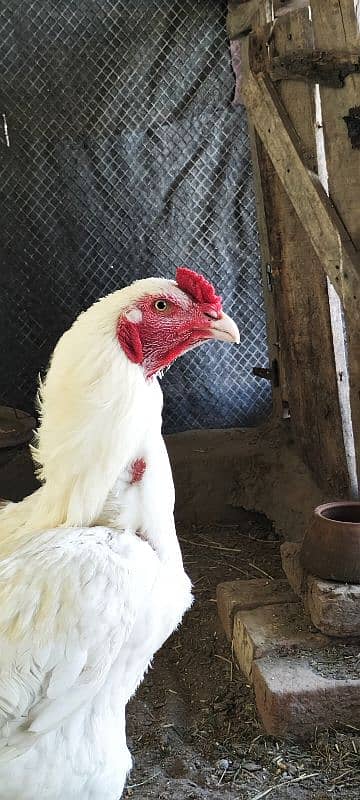 Im selling my Heera aseel pair Rajistani indian breed male paper white 8