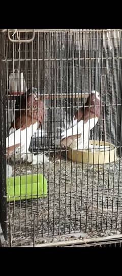 red and blue magpie reverswing breeder pairs