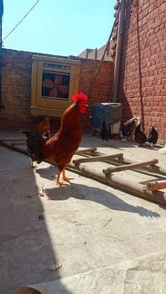 1 murgha 9 egg laying murghian for sale