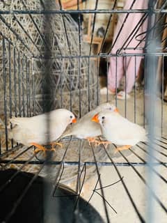 mix birds for sale