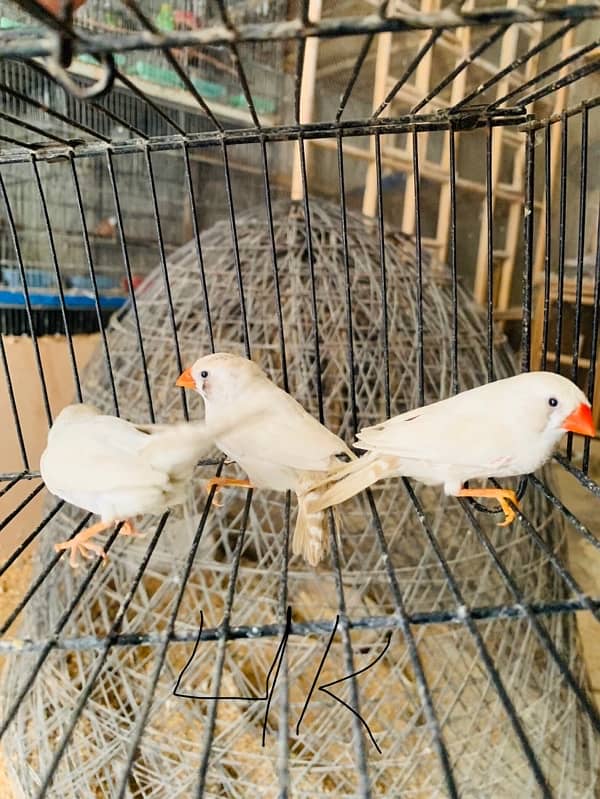 mix birds for sale 1