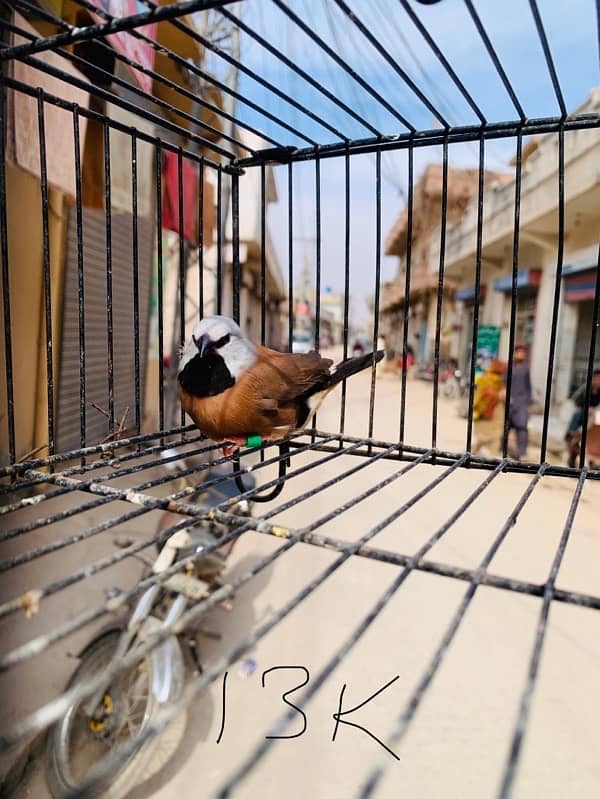 mix birds for sale 5