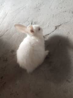 mail+female Rabbits available