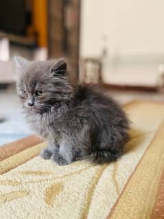 smokey grey cat for sale