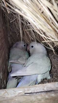 Albino black eyes breeder pair for sale