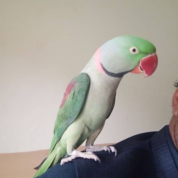 Raw male parrot for sale with cage 0