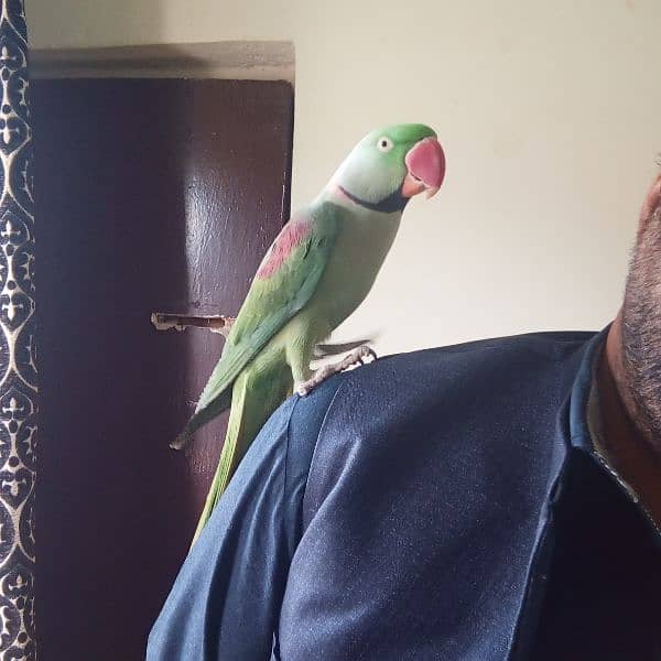 Raw male parrot for sale with cage 1