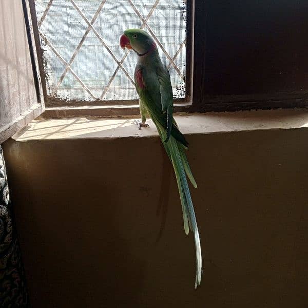 Raw male parrot for sale with cage 2