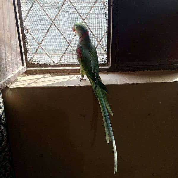 Raw male parrot for sale with cage 3