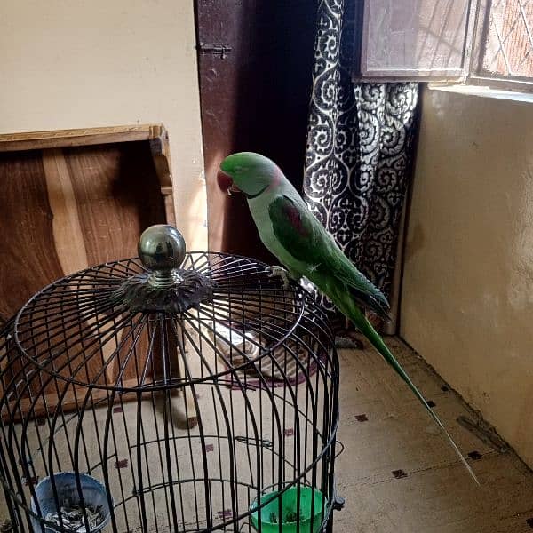 Raw male parrot for sale with cage 4