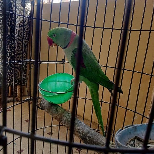 Raw male parrot for sale with cage 5