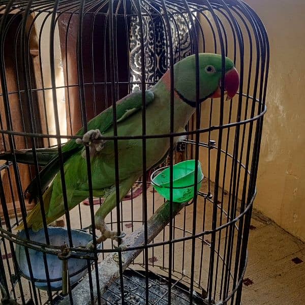 Raw male parrot for sale with cage 6