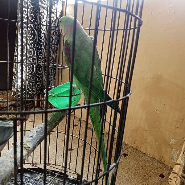 Raw male parrot for sale with cage 7