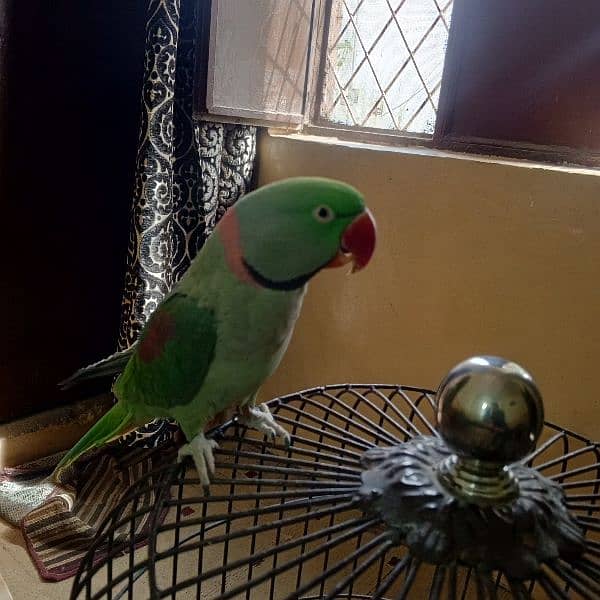 Raw male parrot for sale with cage 8