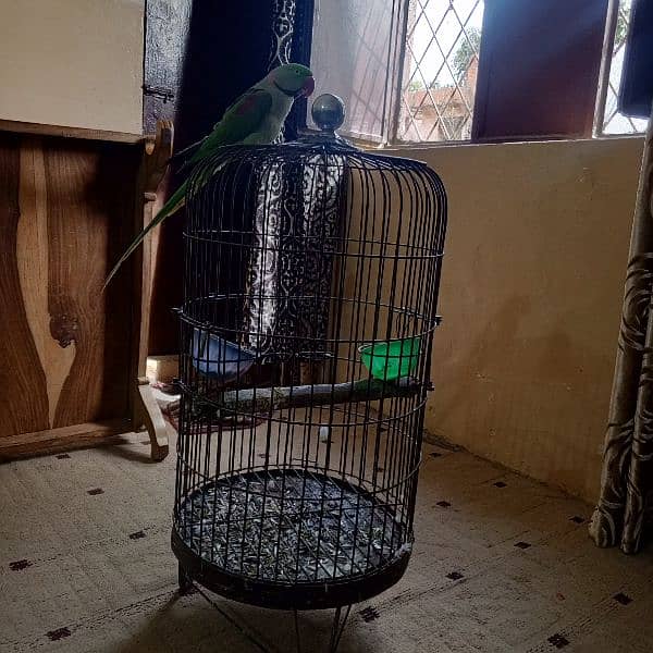 Raw male parrot for sale with cage 9