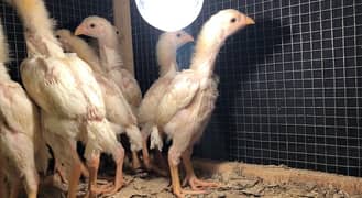 white O shamo/japanese aseel chicks top class available parrot