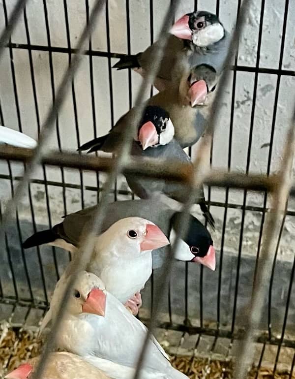 Java Chicks for sale 3