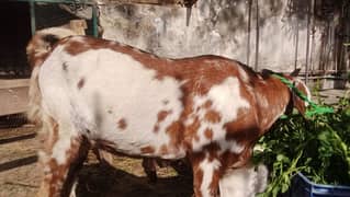 Desi bakri for sale