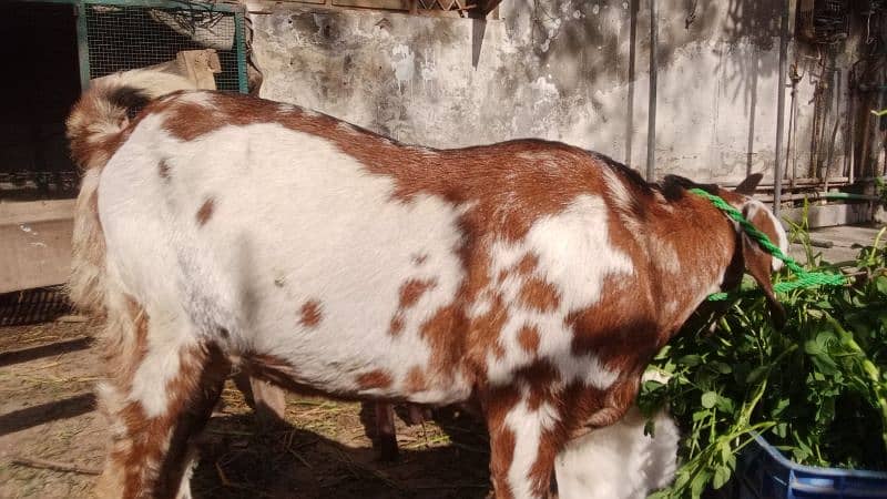 Desi bakri for sale 0