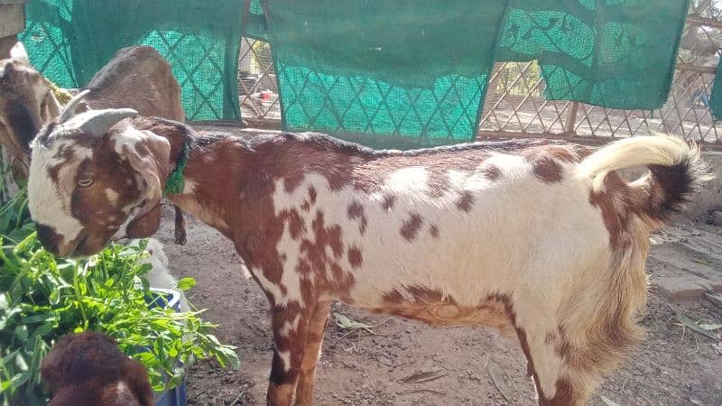 Desi bakri for sale 1