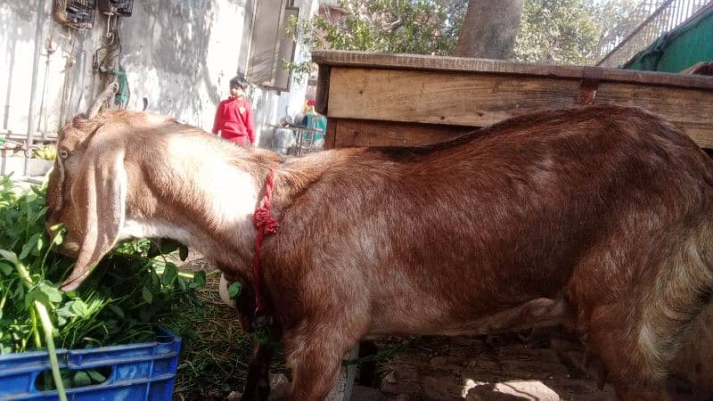 Desi bakri for sale 3