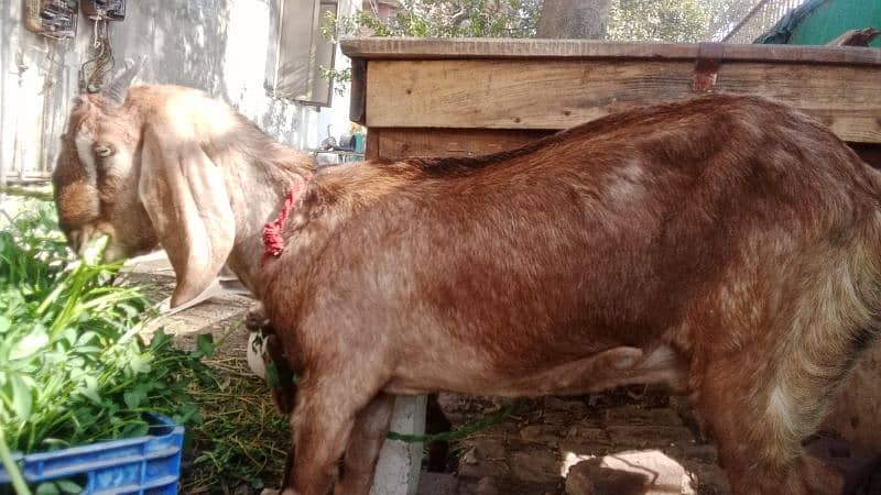 Desi bakri for sale 4