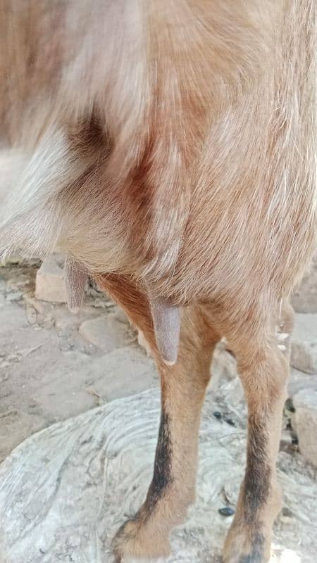 Desi bakri for sale 5