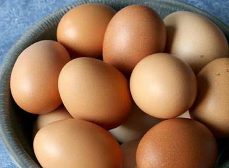 Golden buff fresh and fertile eggs 4