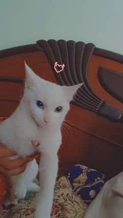 Turkish angora cat