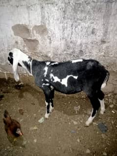 Larkana abluck dumba urgent sell