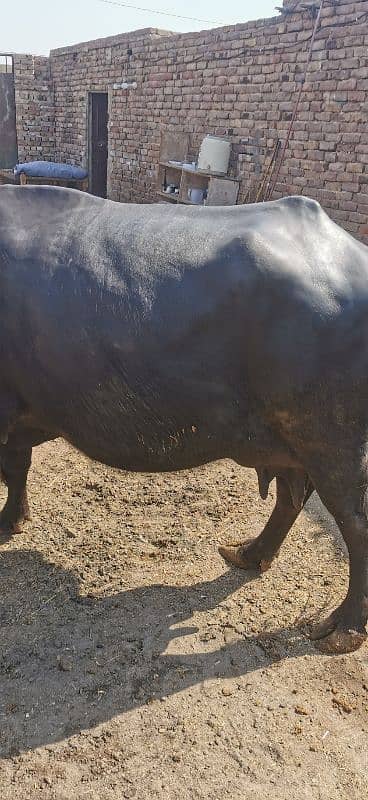 Buffalo for sale 1