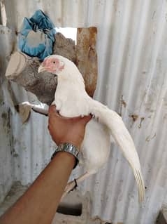 High quality paper white Heera female