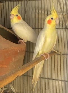 Cream Cocktail young pair healthy and active