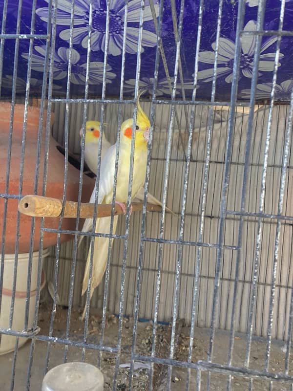 Cream Cocktail young pair healthy and active 1