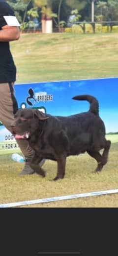 chocolate Labrador crossing/mating