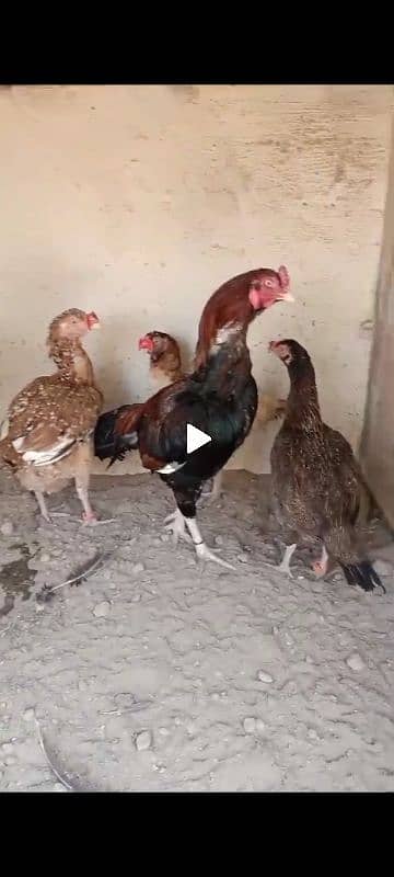 Mianwali & Mushka Aseel Chicks, Fertile Eggs, High Quality, Day 1-40 3