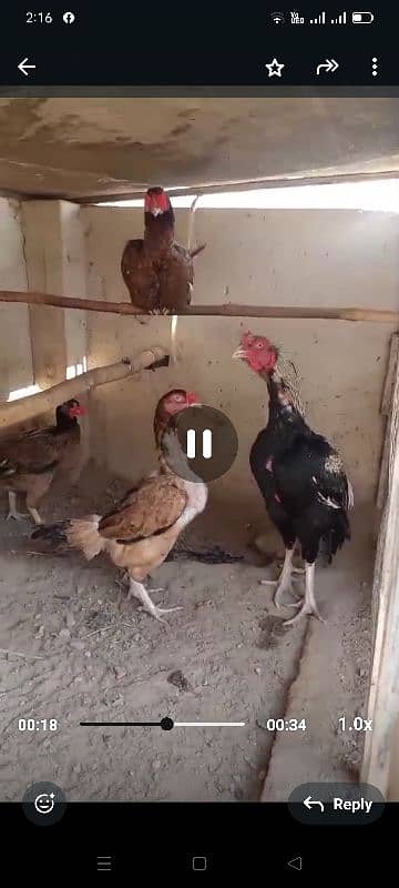 Mianwali & Mushka Aseel Chicks, Fertile Eggs, High Quality, Day 1-40 4