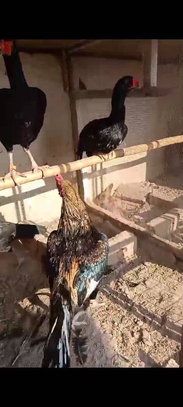 Mianwali & Mushka Aseel Chicks, Fertile Eggs, High Quality, Day 1-40 5