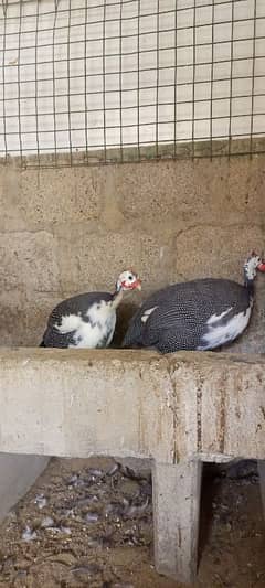 Guinea fowl breeding pair