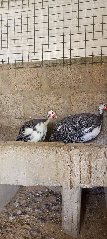 Guinea fowl breeding pair 0