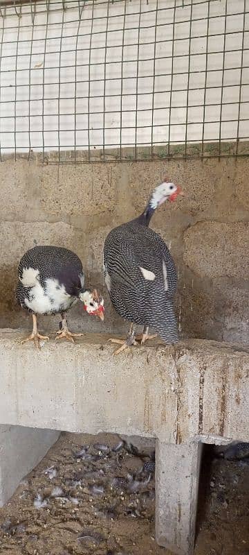 Guinea fowl breeding pair 1