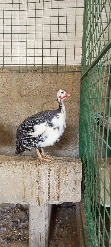 Guinea fowl breeding pair 2