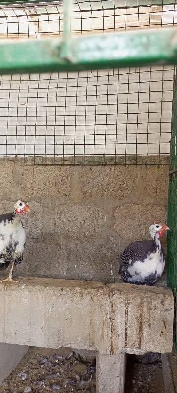 Guinea fowl breeding pair 3