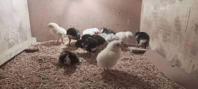 aseel chicks of mianwali (lakha),mushka - high quality - zer dum