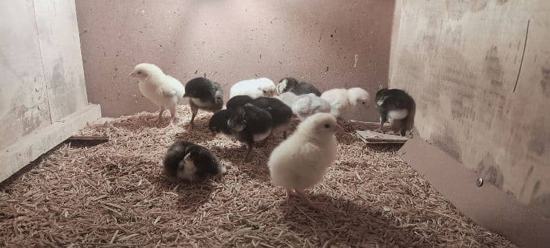 Mianwali & Mushka Aseel Chicks, Fertile Eggs, High Quality, Day 1-40 0