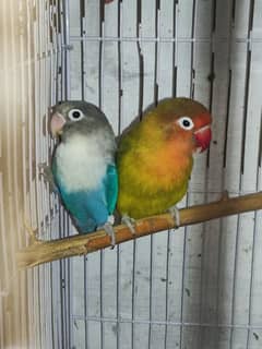 Breeder pair | Love birds. .