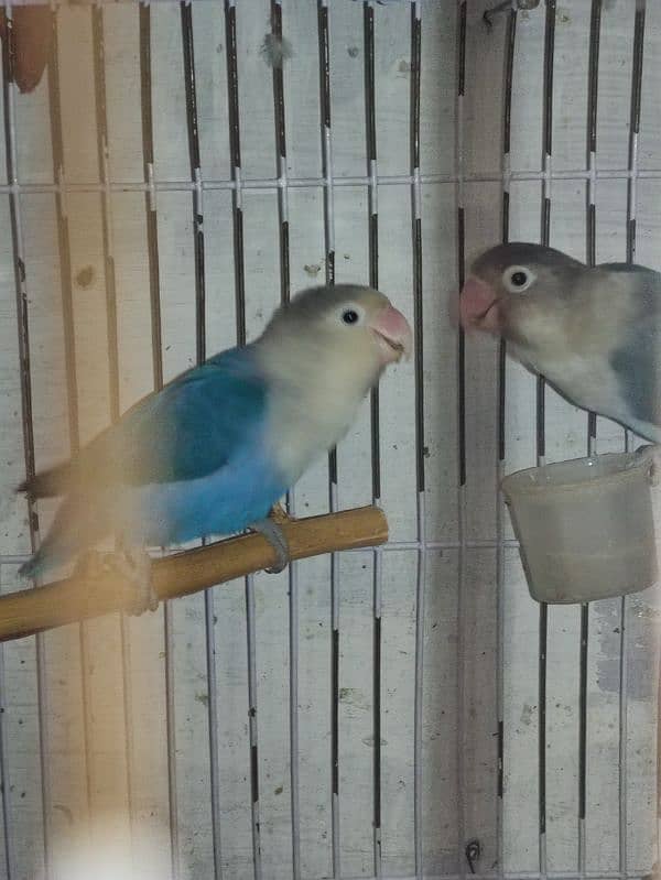 Breeder pair | Love birds 1