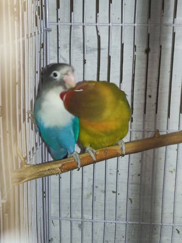 Breeder pair | Love birds 2