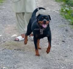 rottweiler female imported breed