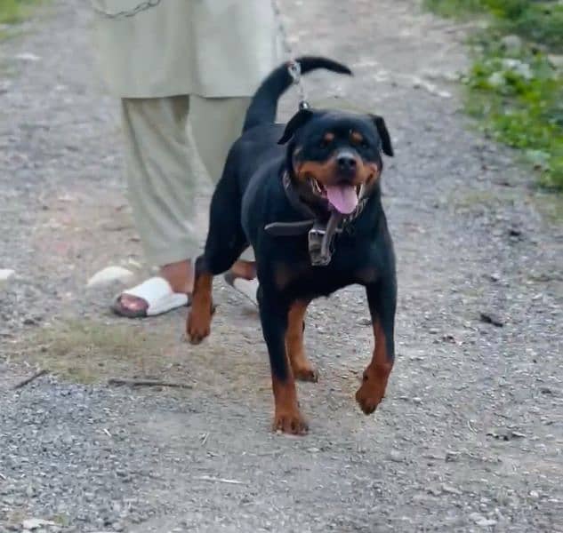 rottweiler female imported breed 0